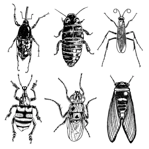 Insect stipple drawing set isolated. — Stock Vector