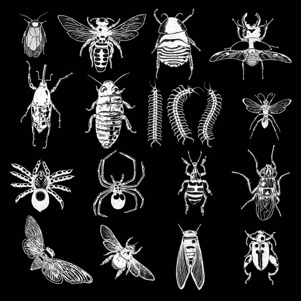 Μεγάλη σειρά από έντομα, σφάλματα, σκαθάρια, μύγα, μέλισσες, ψύλλοι. — Διανυσματικό Αρχείο