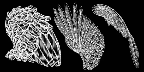 Hand drawn illustration of bird wings. — Stock Vector