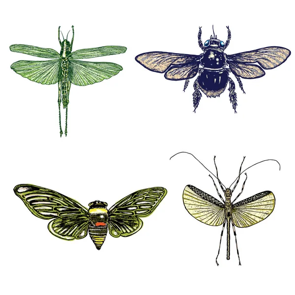 Gran conjunto de insectos — Archivo Imágenes Vectoriales
