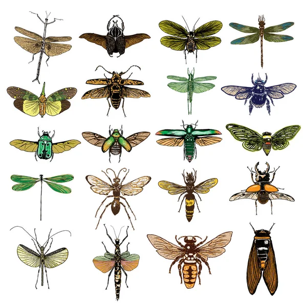 Renkli böcekler büyük kümesi