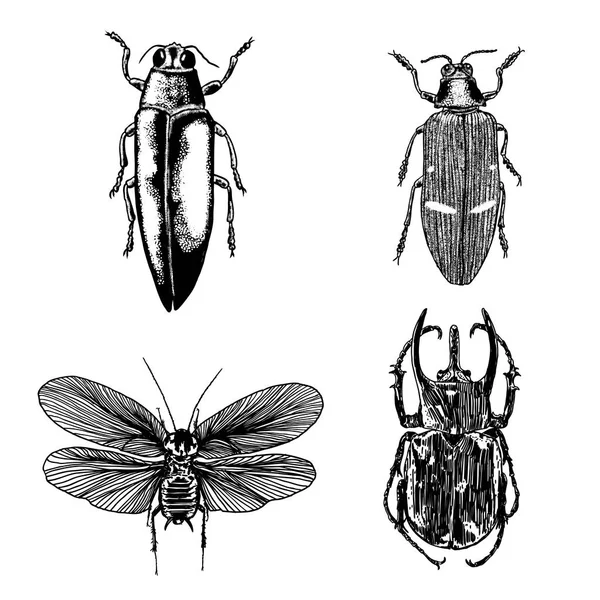 Grand ensemble d'insectes, insectes, coléoptères volants . — Image vectorielle