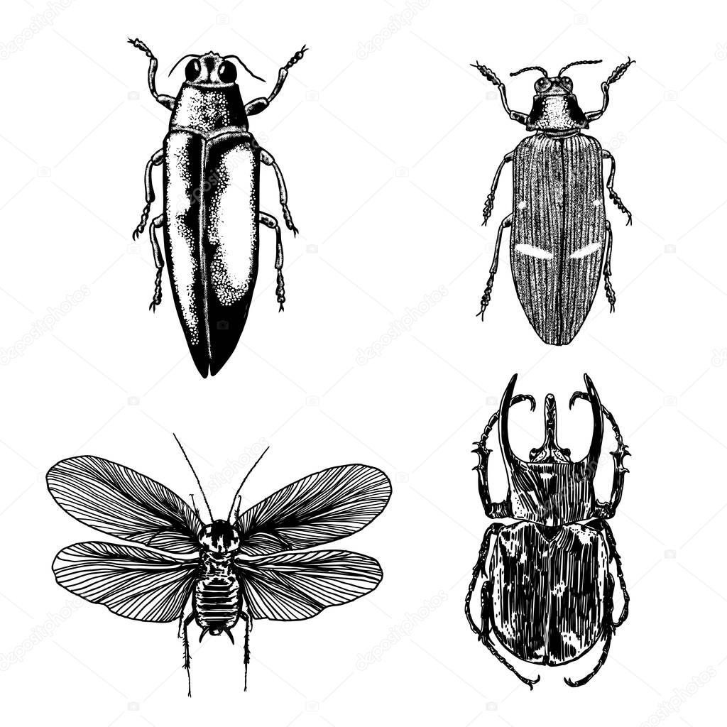 Big set of insects, bugs, flying beetles.