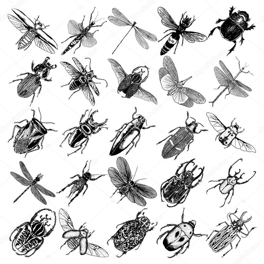 Big set of insects, bugs, beetles, fly, bees, fleas.  