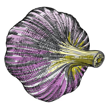 El çizim baş sarımsak. 