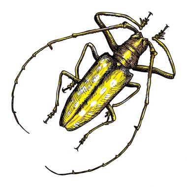 elle çizilmiş böceği. 
