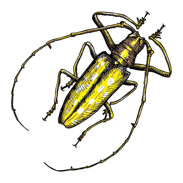 elle çizilmiş böceği. 