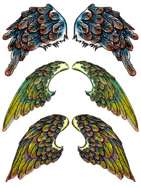 Ve güzel renkli kuş kanatlar 