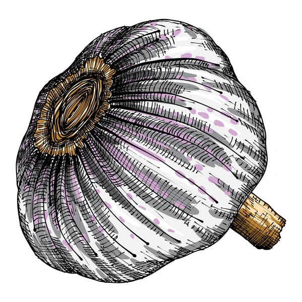 El çizim baş sarımsak.