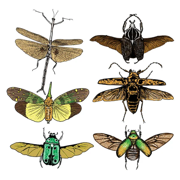 Conjunto de insectos insectos escarabajos y abejas , — Vector de stock