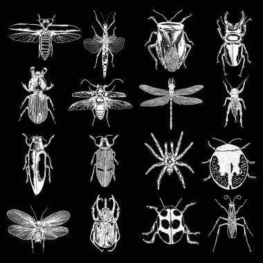 Böcekler, böcekler, böcekler, sinek, arılar, pire büyük kümesi.  