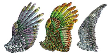 Ve güzel renkli kuş kanatlar 