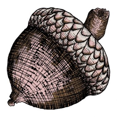 beyaz zemin üzerinde meşe palamudu. 