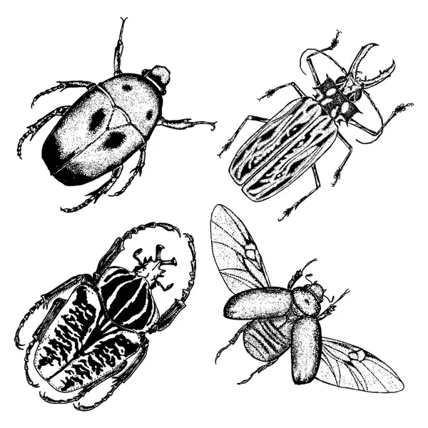 Stor uppsättning av insekter, buggar, flygande skalbaggar. — Stock vektor