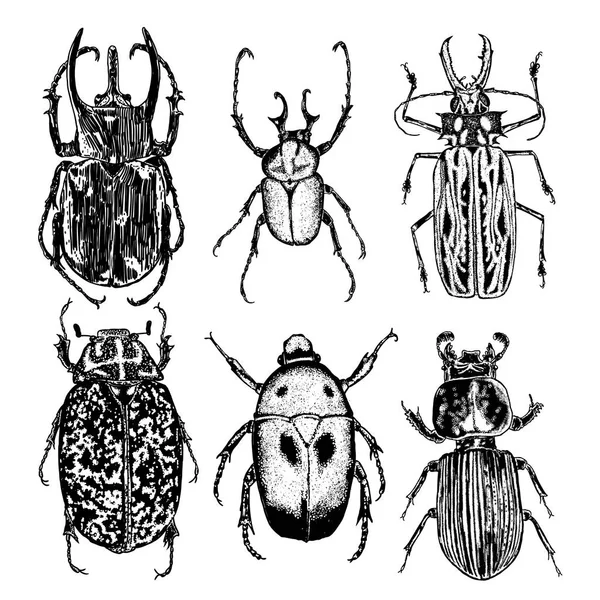 Insect stipple tekening set geïsoleerd. — Stockvector
