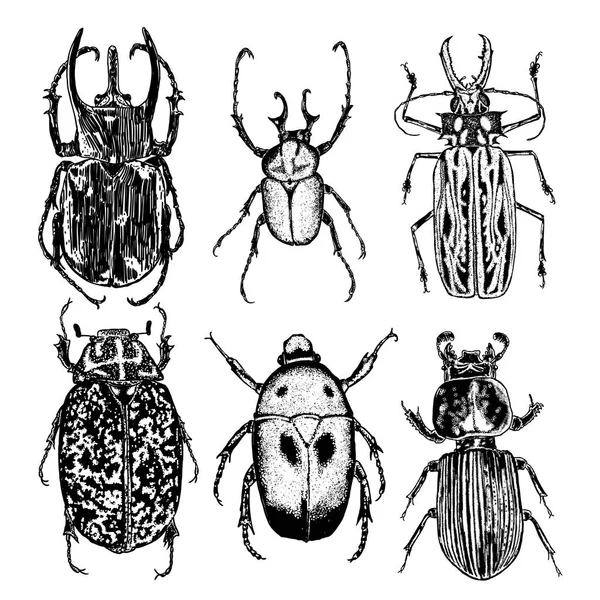 Conjunto de dibujo de puntada de insecto aislado . — Archivo Imágenes Vectoriales