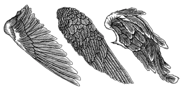 Flügel gesetzt. Handgezeichnete detaillierte Vogelflügel-Sammlung. — Stockvektor