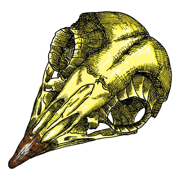 Череп птаха Ручний малюнок ілюстрація для Хеллоуїна . — стоковий вектор