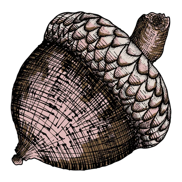 beyaz zemin üzerinde meşe palamudu. 