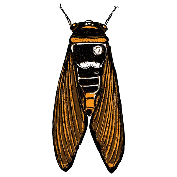 Renk ağustosböceği el çizilmiş kroki