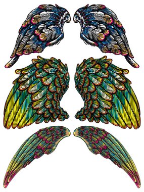 Ve güzel renkli kuş kanatlar 