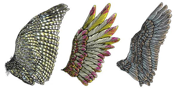 Ve güzel renkli kuş kanatlar 