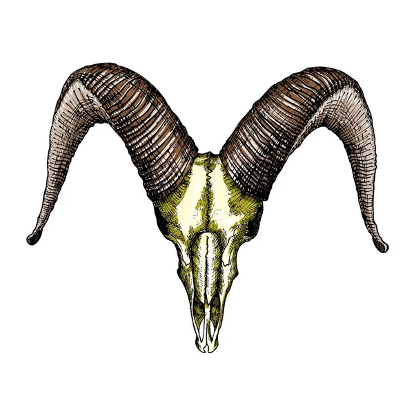 ヤギの頭蓋骨のスケッチ — ストックベクタ