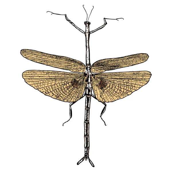 Hand getekende bug schets — Stockvector