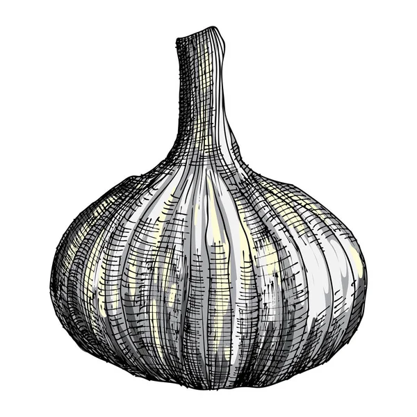 Testa di disegno a mano di aglio — Vettoriale Stock