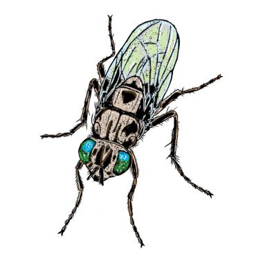 Renk sinek elle çizilmiş.