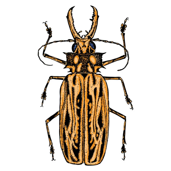 Renkli böcekler böceği böcek. — Stok Vektör