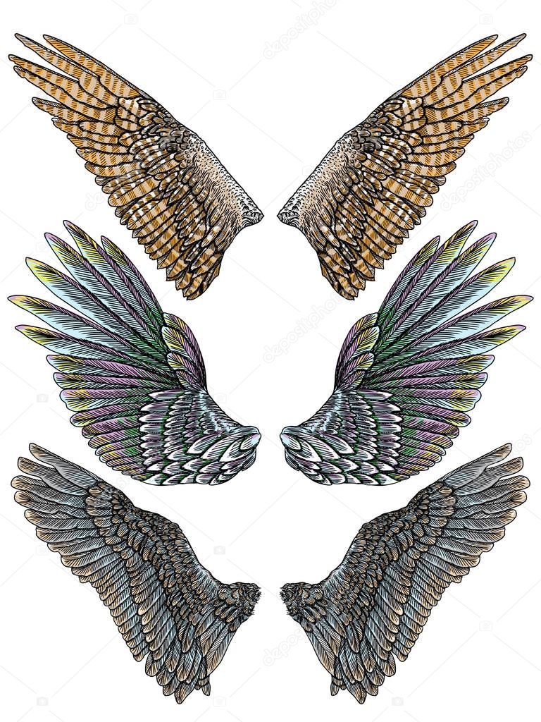 Set of colorful bird wings of different shape in open position 
