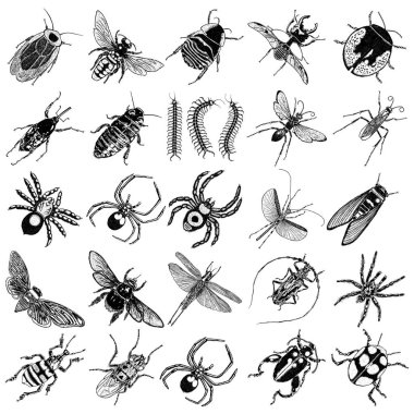 Büyük böcekler kümesi