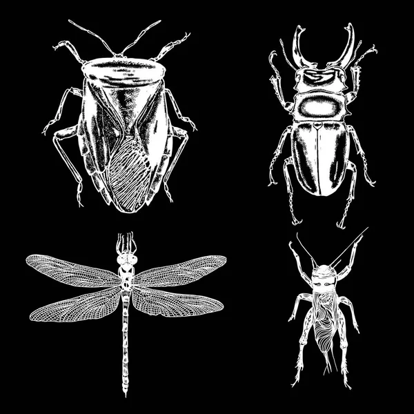 Conjunto de dibujo de puntada de insecto aislado . — Vector de stock