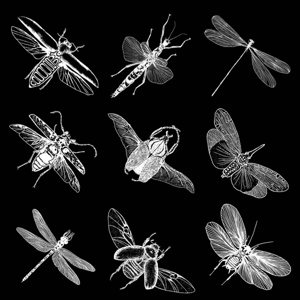 Hmyzu tečkování kreslení sady izolovaných — Stockový vektor