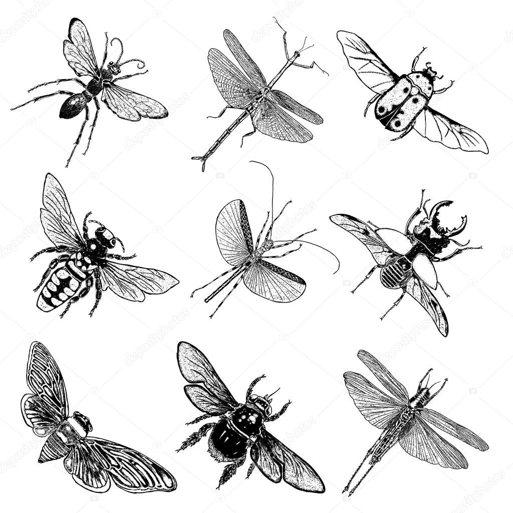 Big set of insects