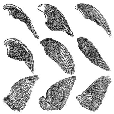 El çizimi kuş kanatları çekilmiş. 