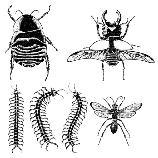 Grand ensemble d'insectes — Image vectorielle