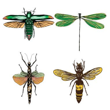 Büyük böcekler kümesi