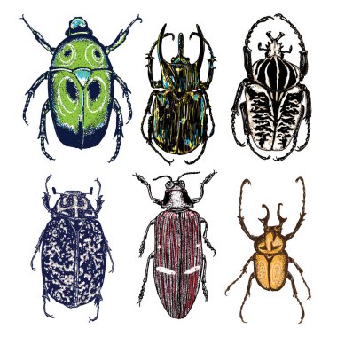 Büyük böcekler kümesi,