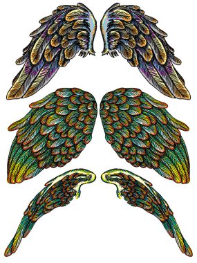 Ve güzel renkli kuş kanatlar 