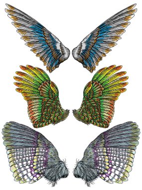 Ve güzel renkli kuş kanatlar 