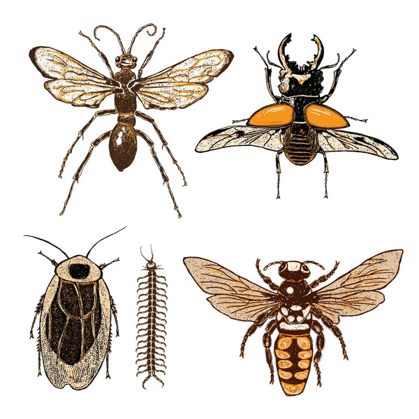 Big set of insects — Stock Vector