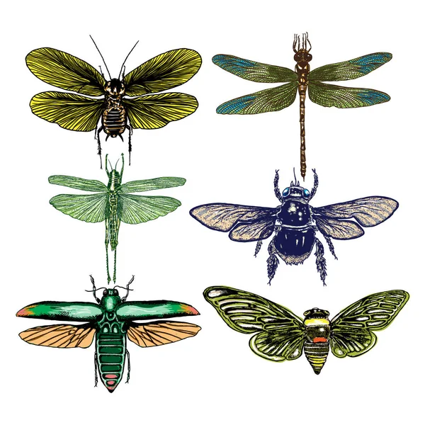 Sada hmyzu — Stockový vektor