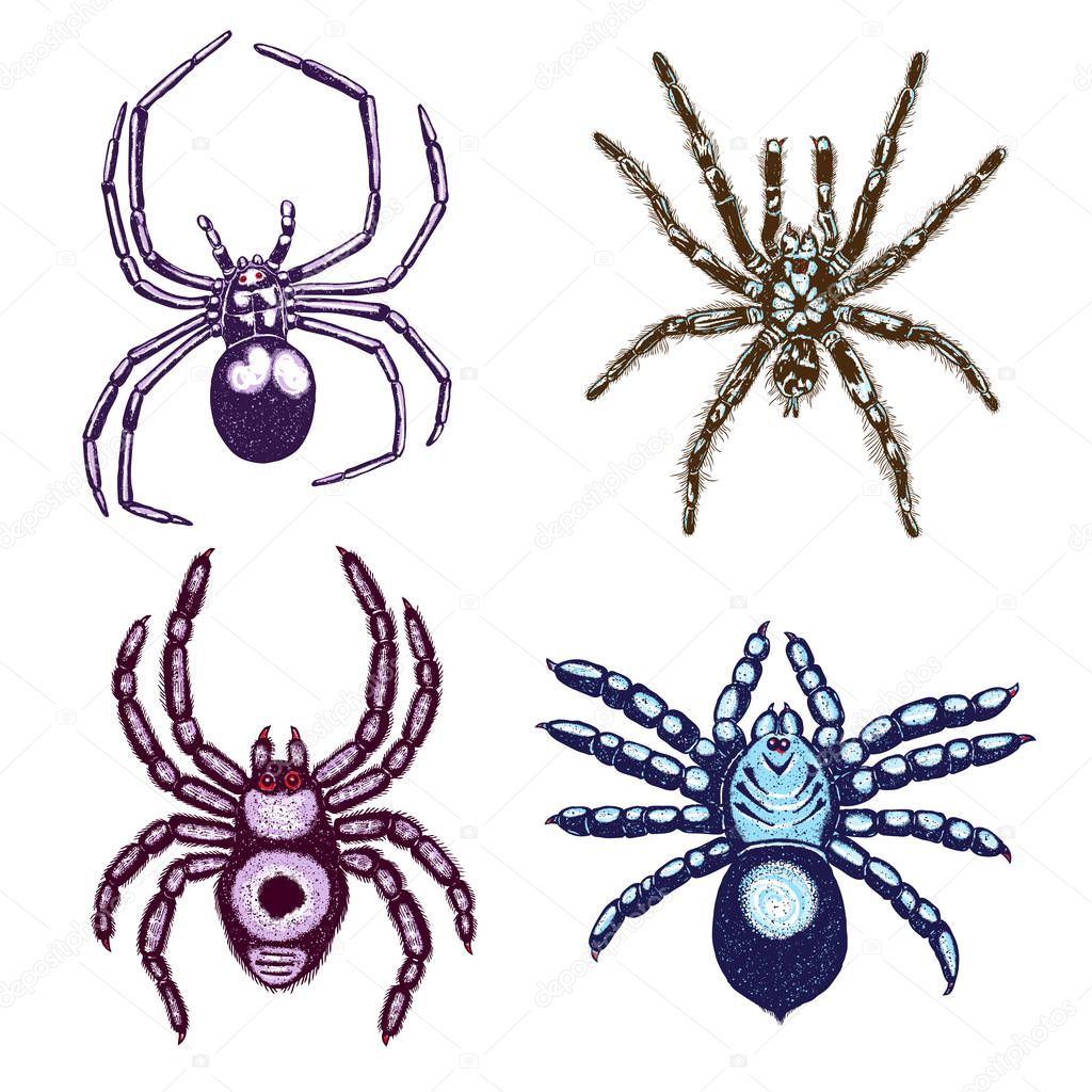 Halloween colour spiders