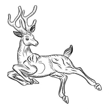 Ren geyiği beyaz arkaplanda izole edildi. 