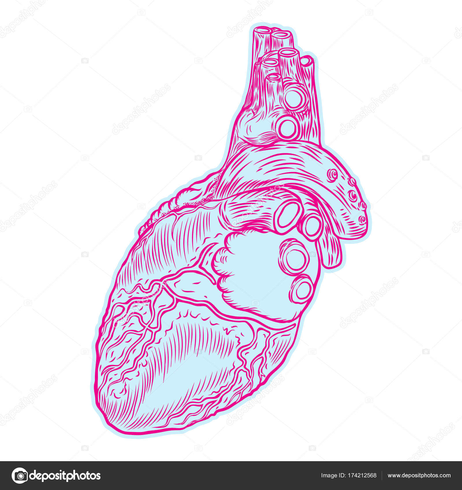 Sketch Of Human Heart Stock Vector Goldenshrimp 174212568