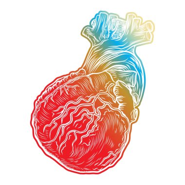 İnsan kalbi taslağını. 