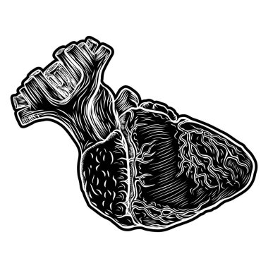 İnsan kalbi taslağını. 