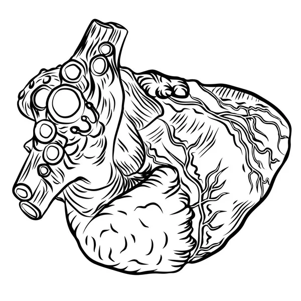 Menselijk hart in anatomie. — Stockvector